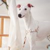 Petshub-Pawsholic Dog Harness-2