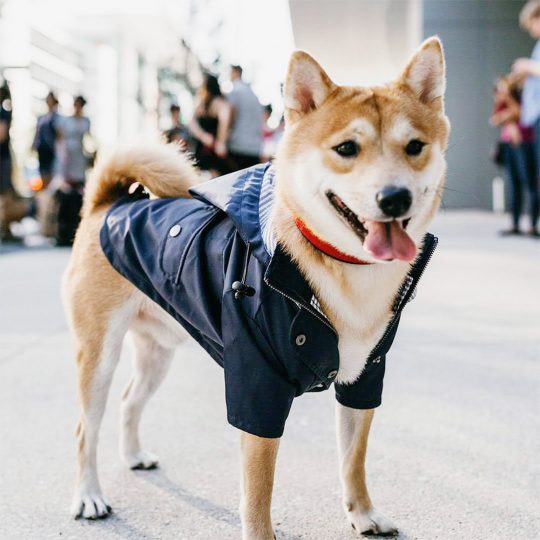 Petshub-The Dog Fans Navy Jacket_Rain Coat-2