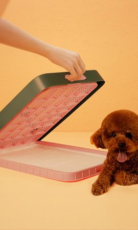 Petshub-Pet-Litter