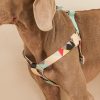 Petshub-Petshy Multi Coloured Y-Harness-4